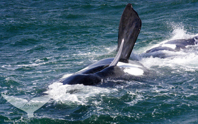 Southern Right Whale Penis